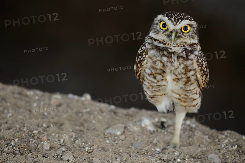 Pacific pygmy owl