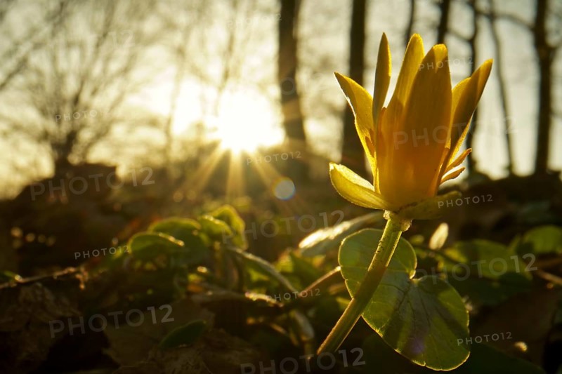 Lesser celandine