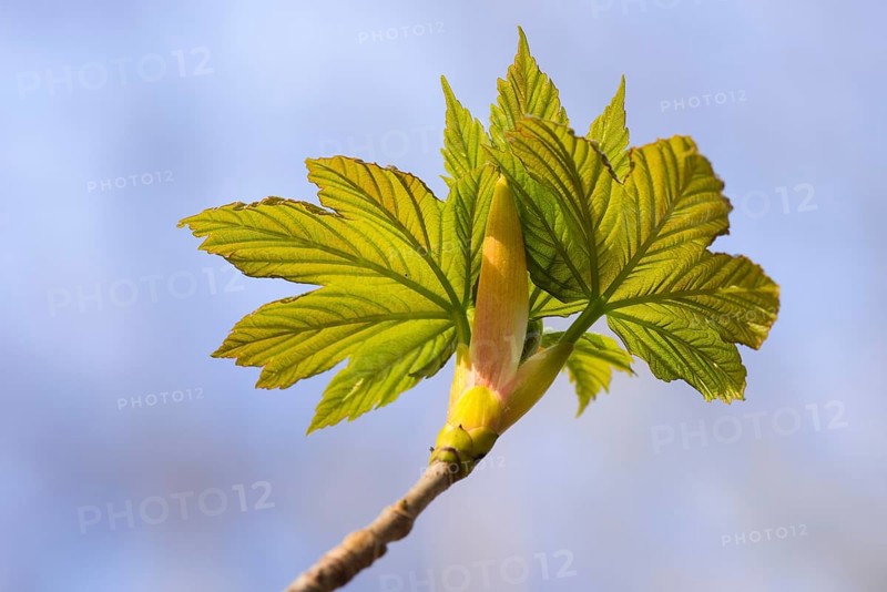 Bud produces leaf