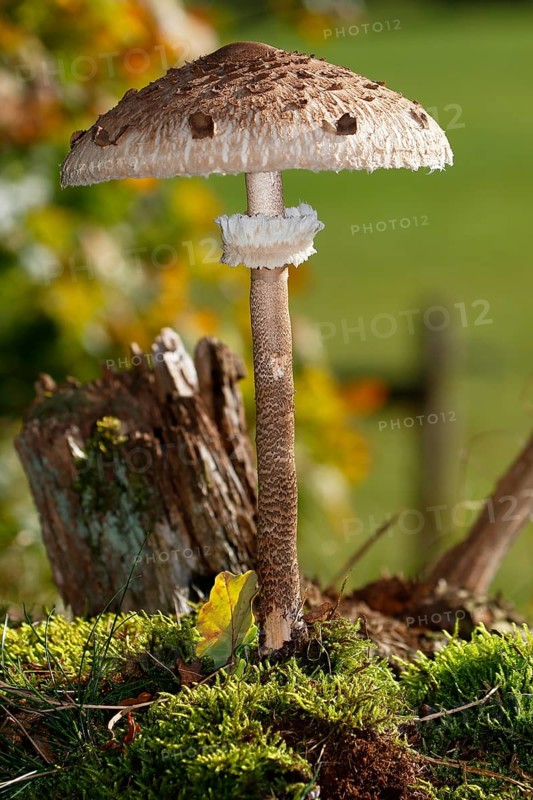 Parasol mushroom