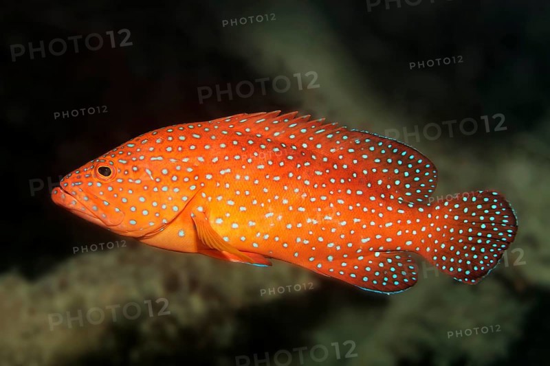 Vermillion seabass