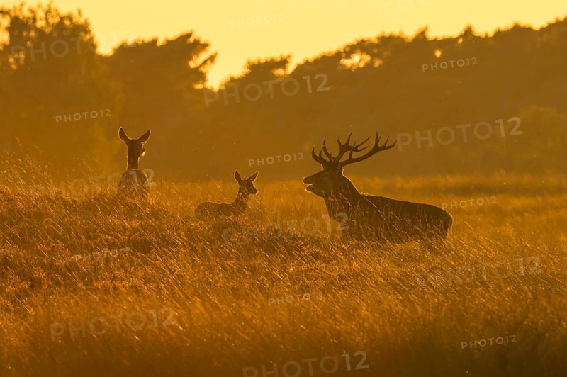 Tube transmitter red deer