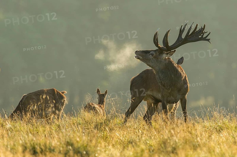 Strong red deer