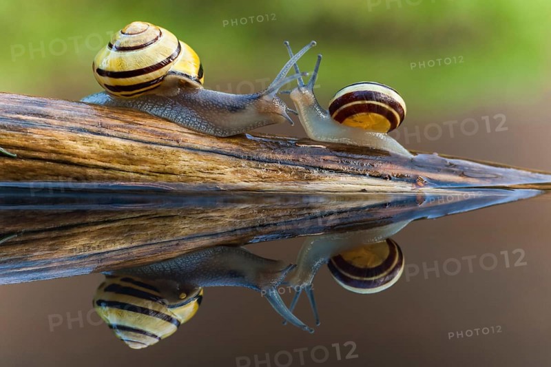 Small and large Grove snail
