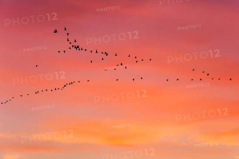 Pulling Greylag goose
