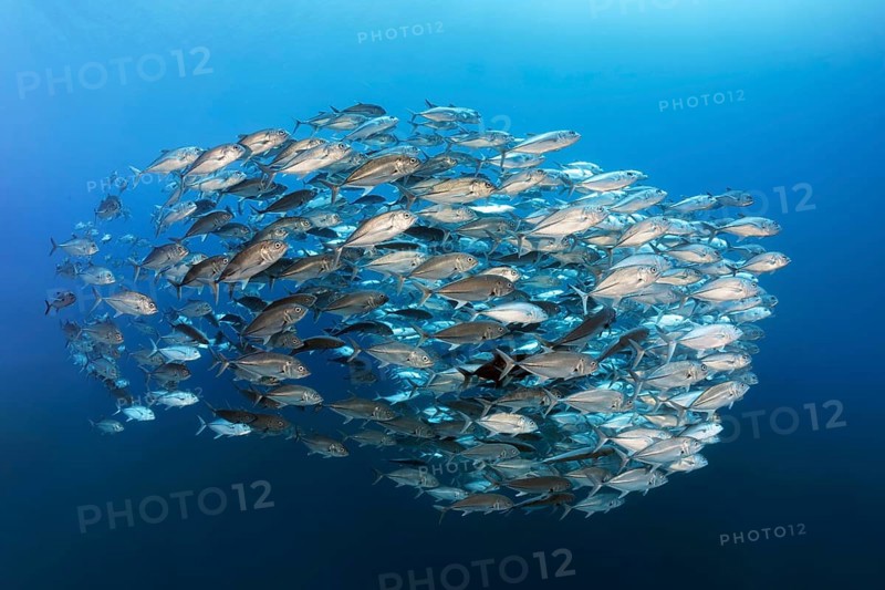 Swarm of spiny mackerel