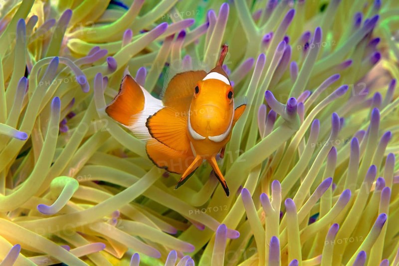 Fake Clownfish
