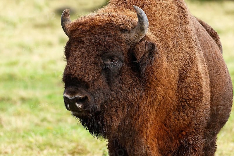 Bison