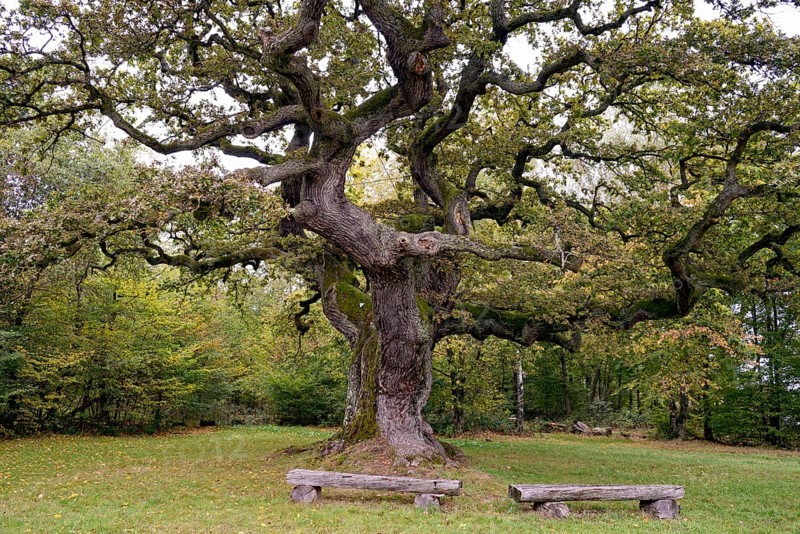 English oak