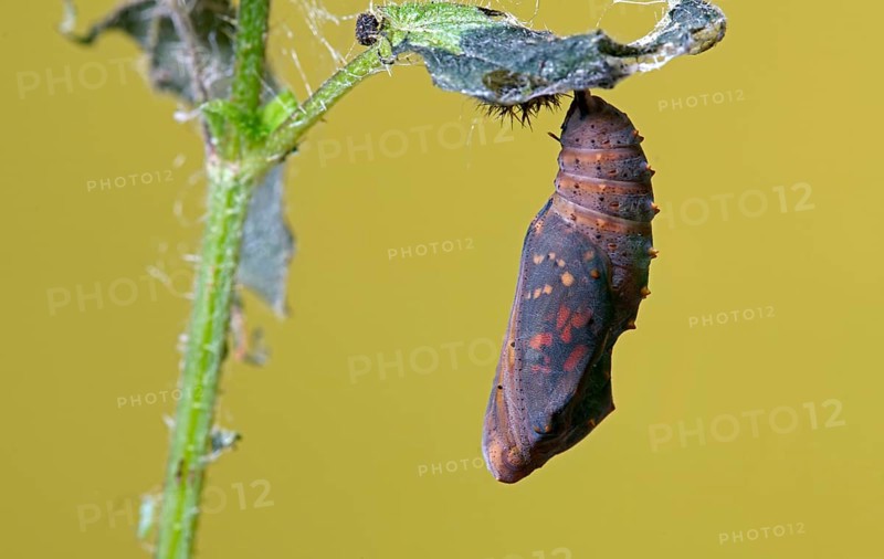 Painted lady
