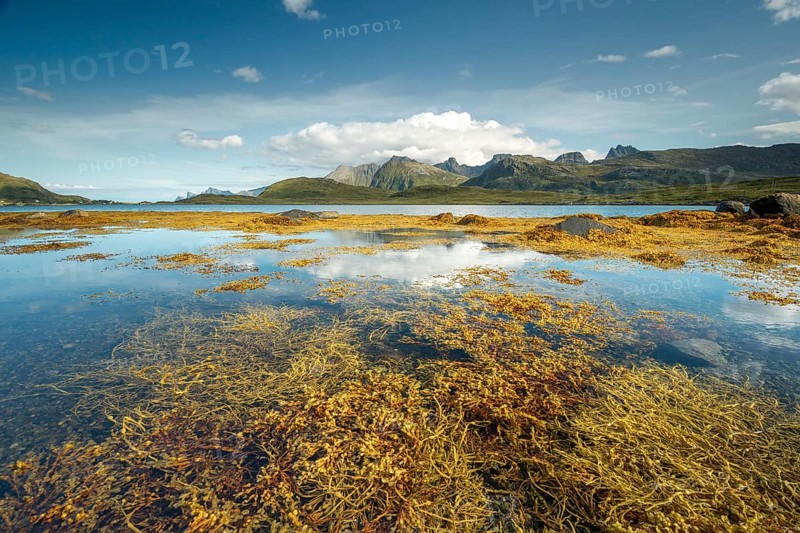 Yellow seaweed