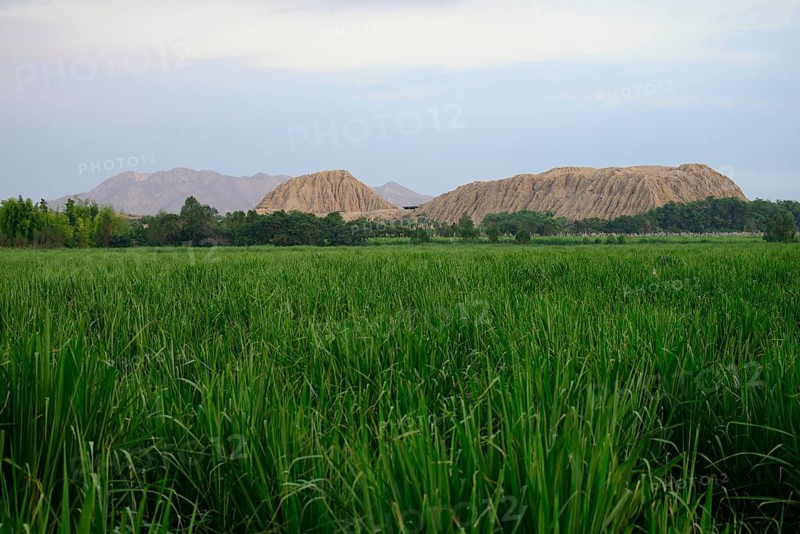 Sugar cane field in front of Huaca Rajada