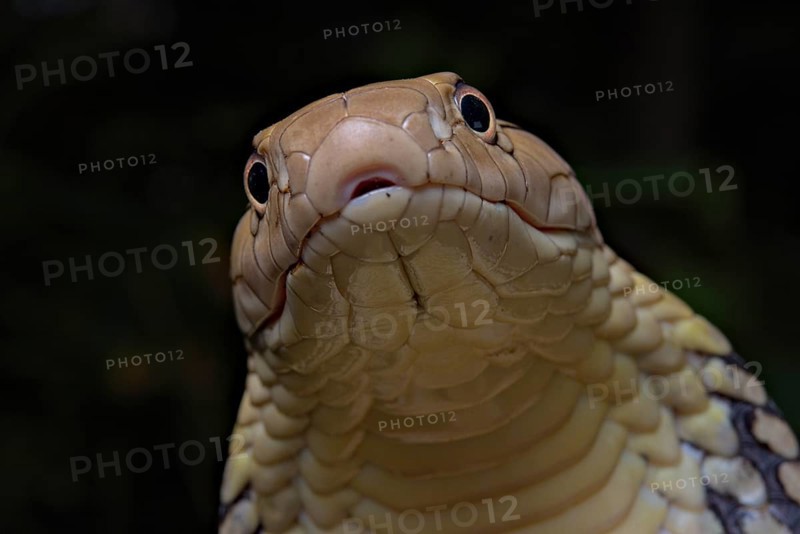 King Cobra