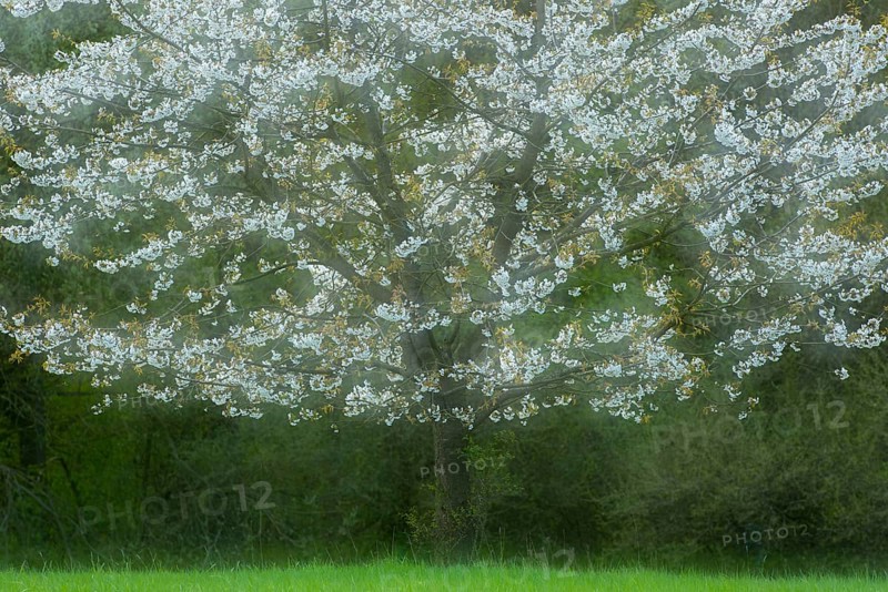 Flowering cherry tree