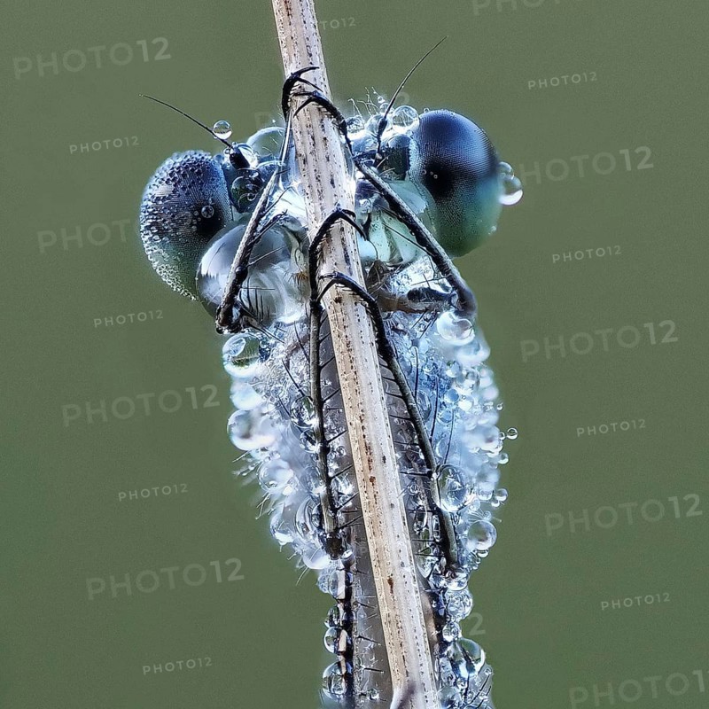 Portrai Libelle