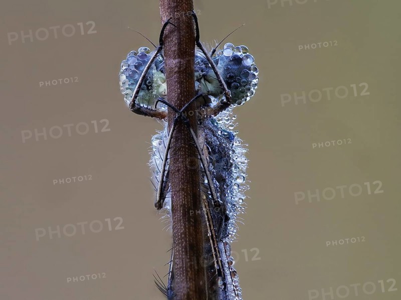 Portrai Libelle