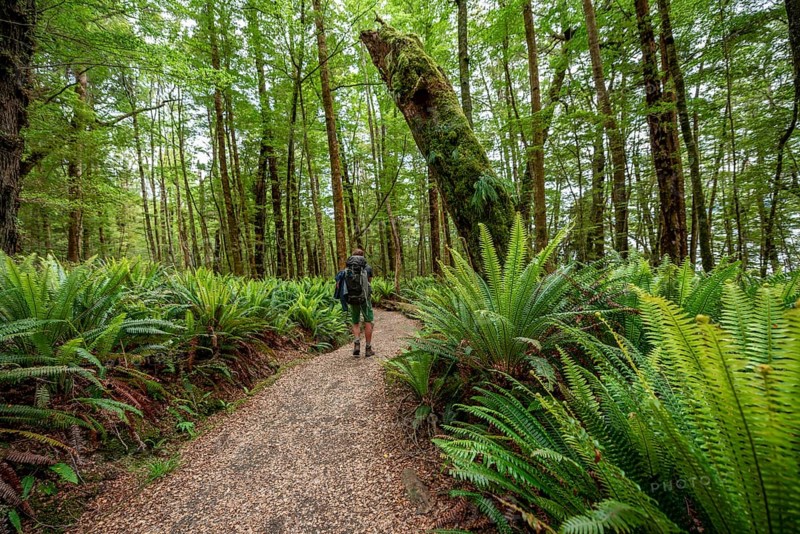 Hiker on trail through forest with ferns