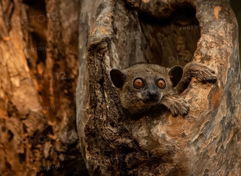 Weaselmaki in the tree hole in Kirindy Forest