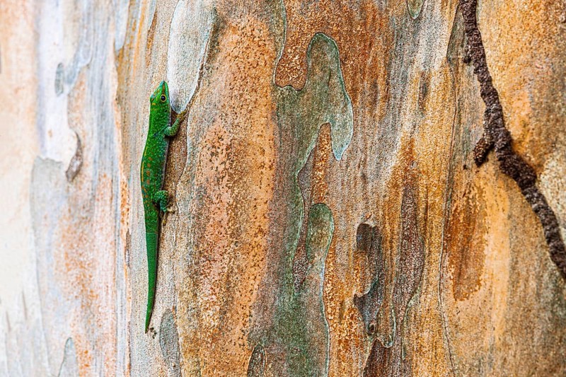 Small day gecko