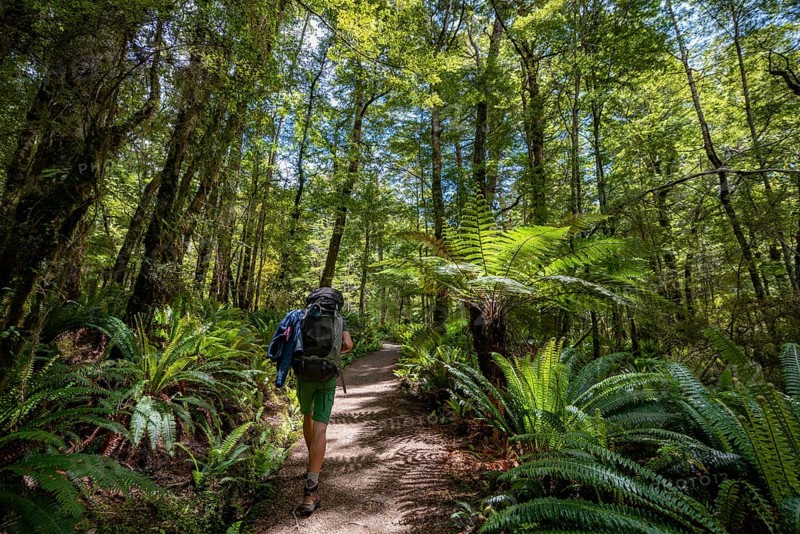 Hiker on a hiking trail through forest with ferns and Tree fern