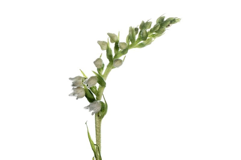 Goodyera repens