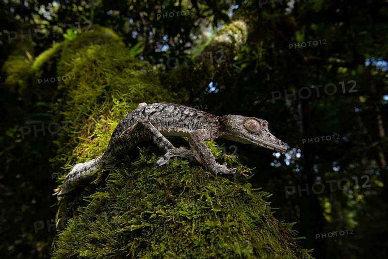 Flat-tailed gecko