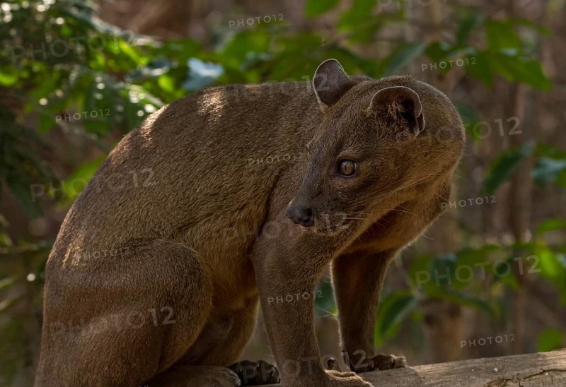 Fossa Sneaky cat