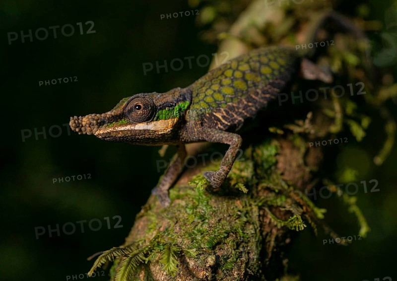 Male chameleon