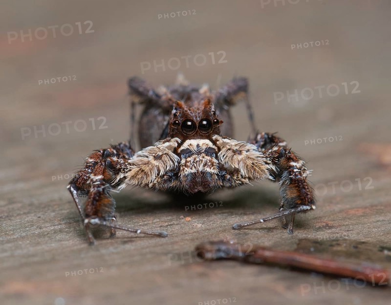 Jumping spider