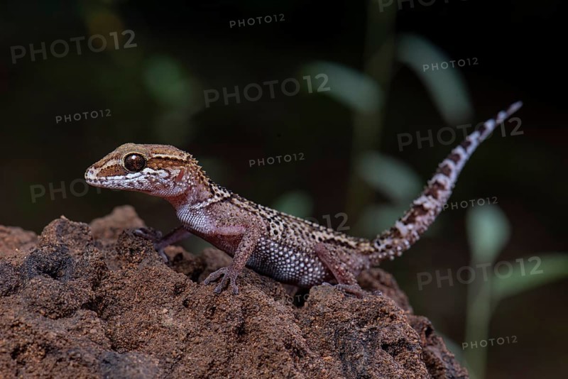 Greeting head gecko
