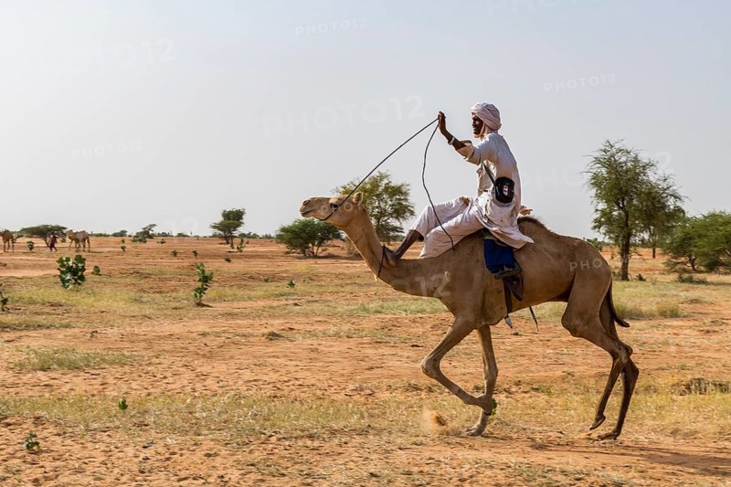 Camel race at the Gerewol festival