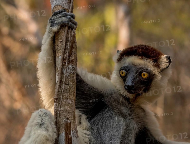 Lemur