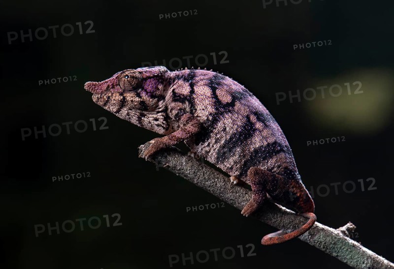 Chameleon