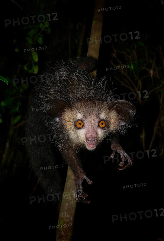 Aye-aye