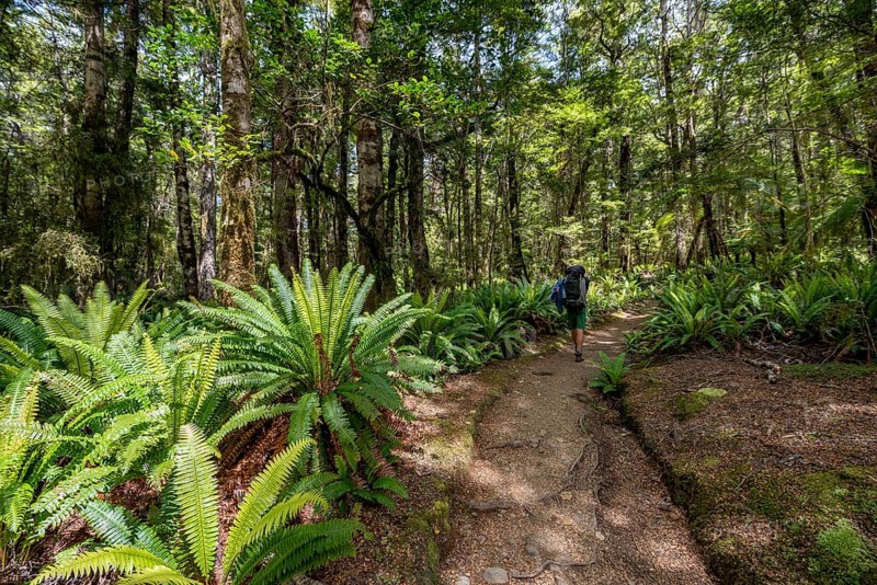 Hiker on trail through forest with ferns
