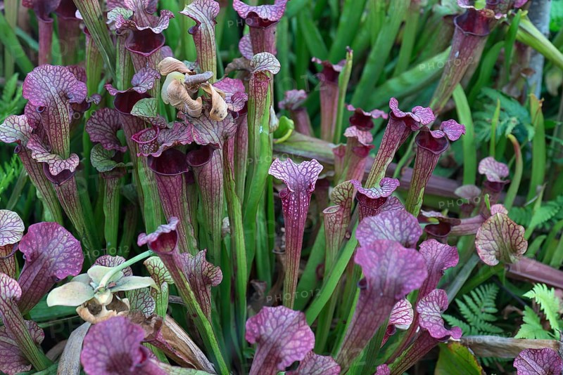 Purple pitcher plants