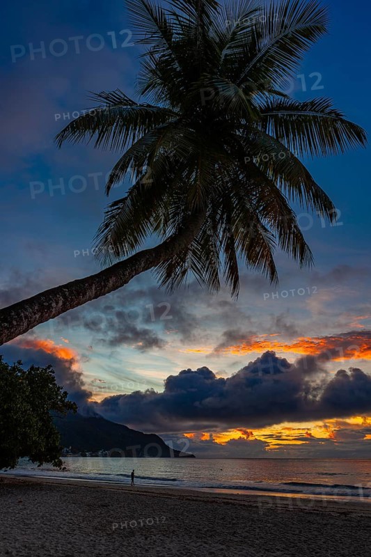 Palm tree and sea at sunset in Beau Vallon Bay