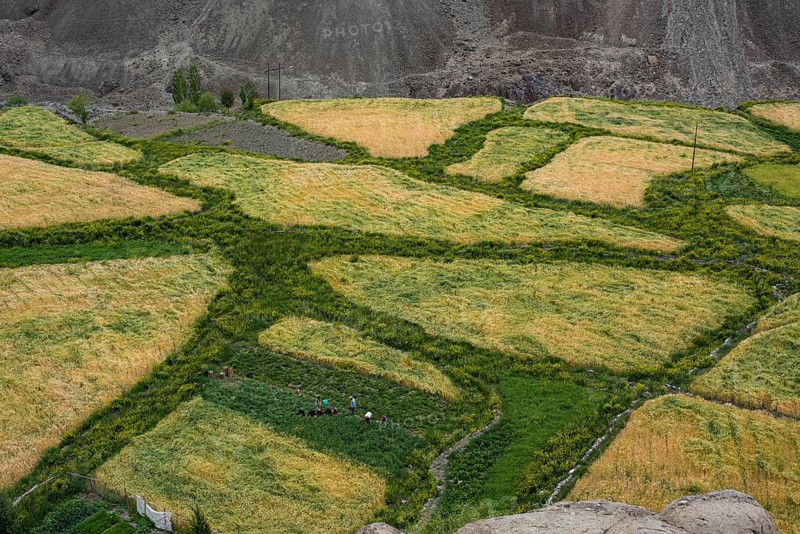 Small barley and vegetable fields with working people in the Indus Valley