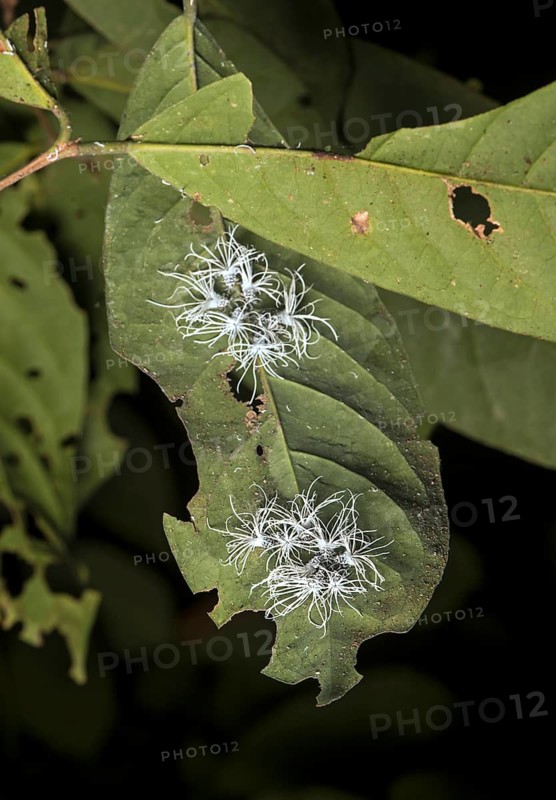 (Flatida) Late-stage larval cicada nymphs , Flatidae family, Danum Valley Protected Zone (Danum Valley Conservation Area), Sabah, Borneo, Malaysia, Asia