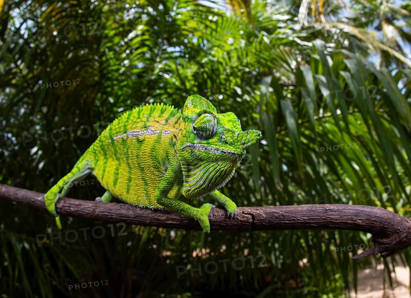 Chameleon male