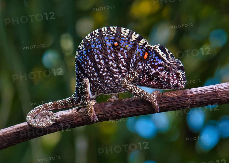 Chameleon female