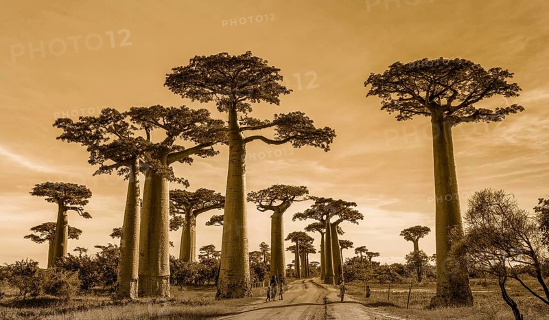 Baobab Alley
