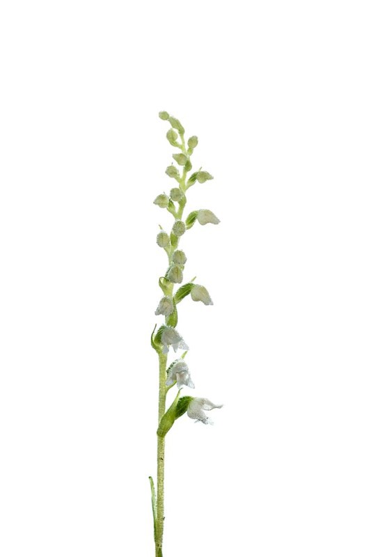 Goodyera repens