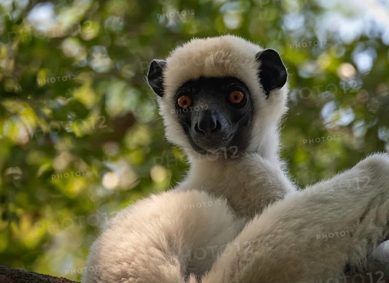Van der Decken Sifaka