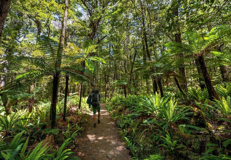 Hiker on a hiking trail through forest with ferns and Tree fern