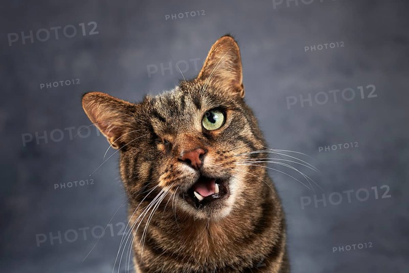 Geigered cat