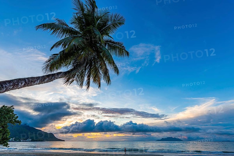 Palm tree and sea at sunset in Beau Vallon Bay