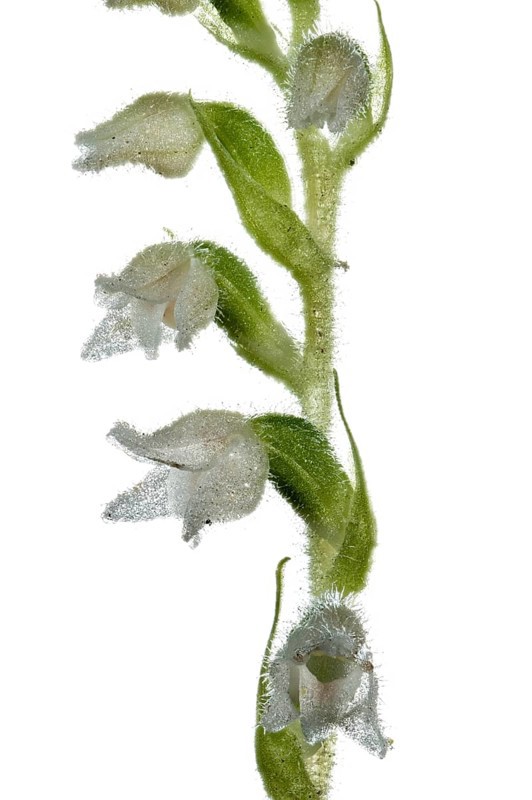 Goodyera repens