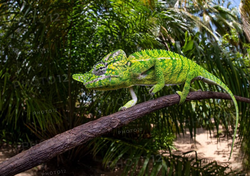 Chameleon male