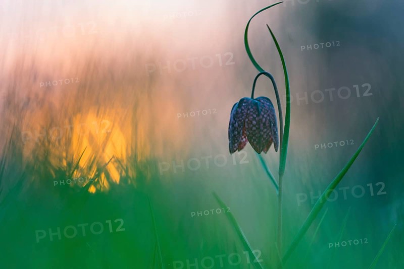 Snake's Head Fritillary